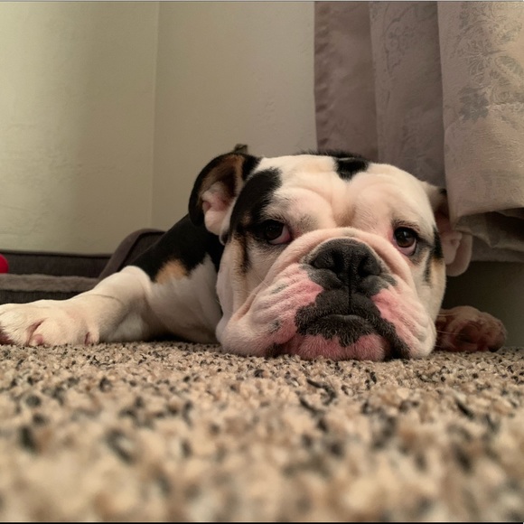 Meet your Posher, Drake - Picture 1 of 1